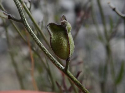 Lyrocarpa coulteri, photographed by joergmlpts