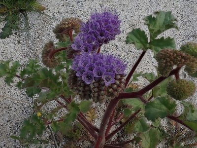 Phacelia pedicellata, photographed by joergmlpts