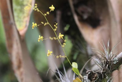 Oncidium adelaidae, photographed by scaup