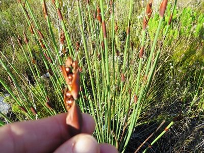 Elegia aggregata, photographed by linkie