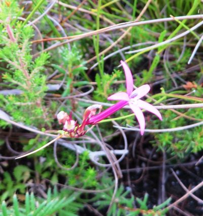 Lobelia stenosiphon, photographed by linkie