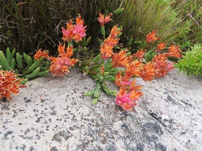 Erica alfredii, photographed by linkie