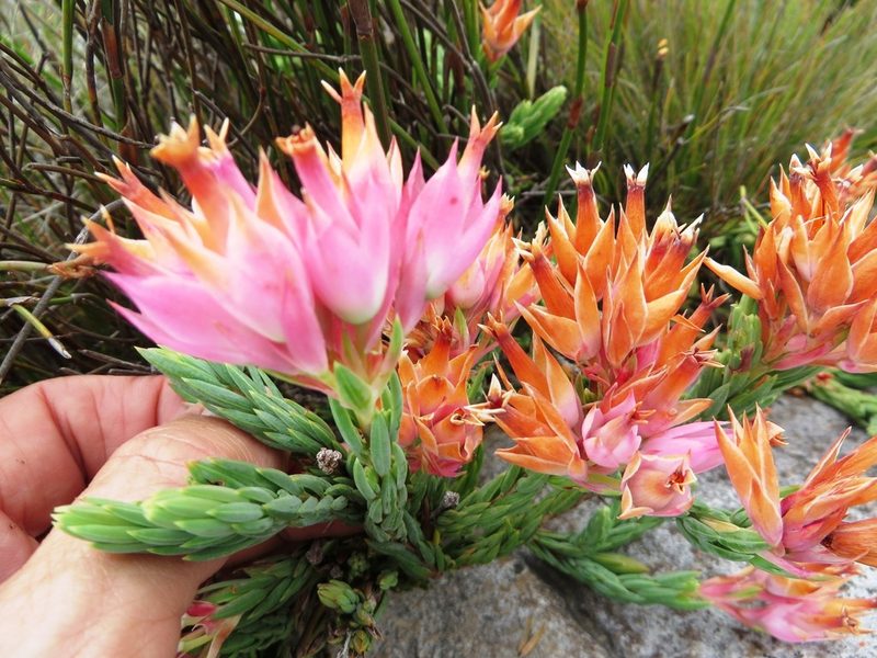 Erica alfredii, photographed by linkie