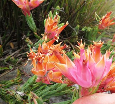 Erica alfredii, photographed by linkie