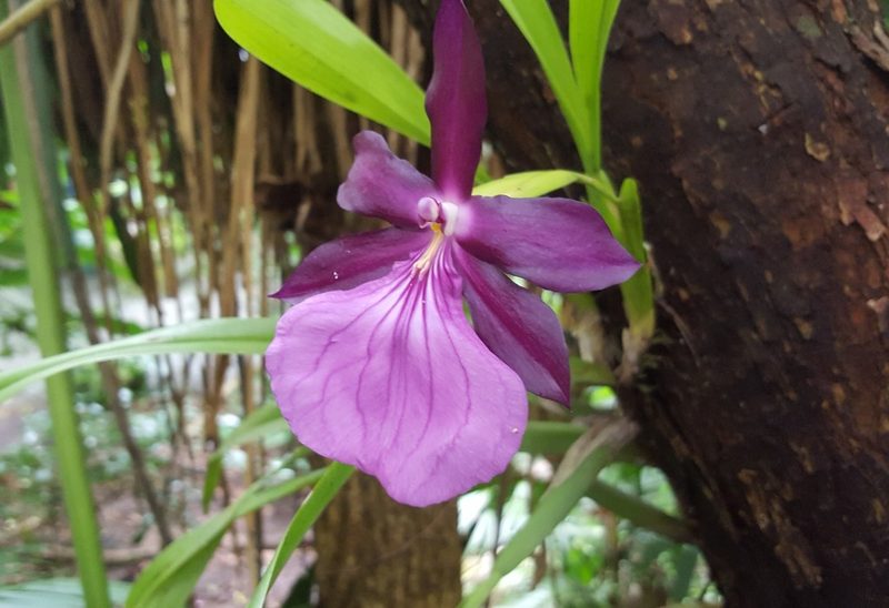 Miltonia moreliana, photographed by alessandradalia