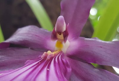 Miltonia moreliana, photographed by alessandradalia