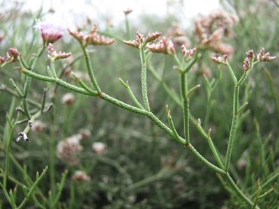 Limonium tuberculatum, photographed by Mikko Heikkinen