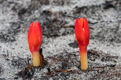 Haemanthus canaliculatus, photographed by magriet b