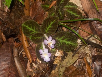 Episcia lilacina, photographed by carnifex