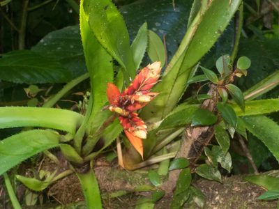 Aechmea tillandsioides, photographed by carnifex