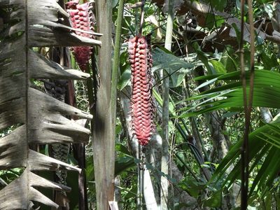 Heliconia mariae, photographed by Dario Taraborelli