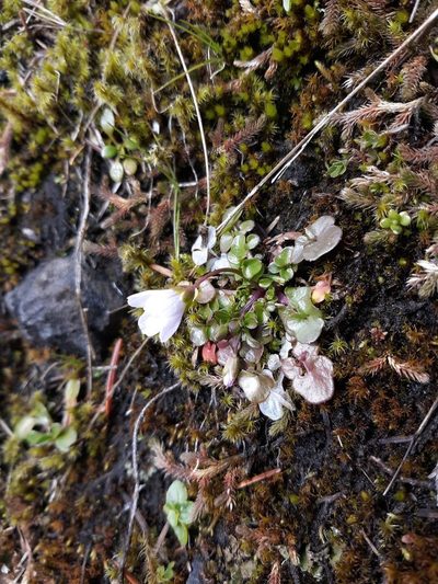 Cardamine pattersonii, photographed by Joshua Morris