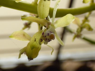 Epidendrum cylindrostachys, photographed by Daniel van der Post