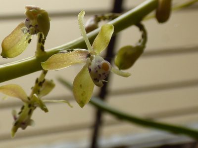 Epidendrum cylindrostachys, photographed by Daniel van der Post