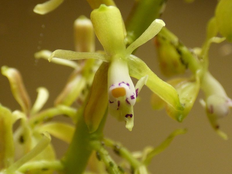 Epidendrum cylindrostachys, photographed by Daniel van der Post