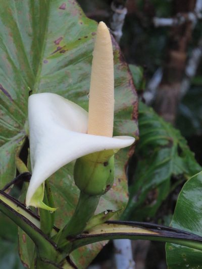 Montrichardia linifera, photographed by Rob Foster