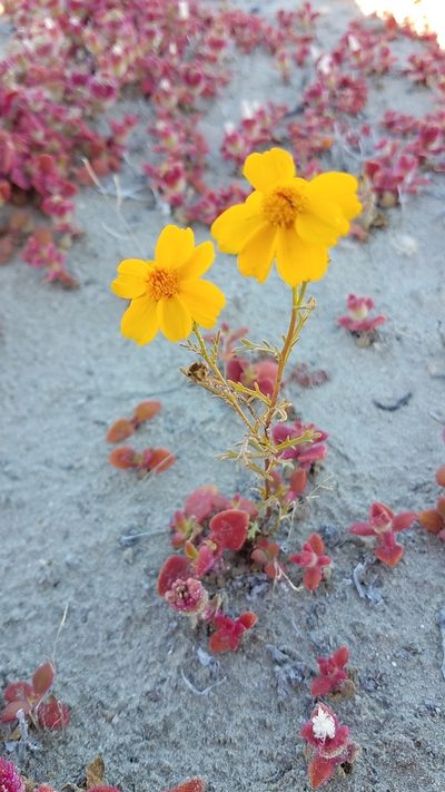 Boeberastrum anthemidifolium, photographed by Alan Rockefeller