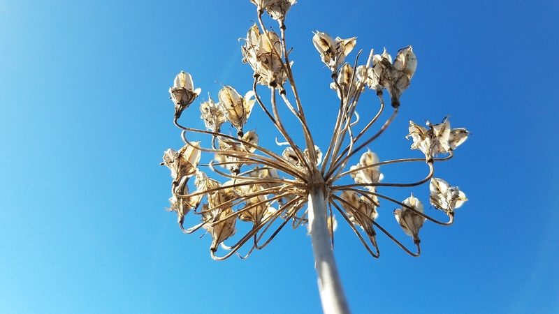Triteleiopsis palmeri, photographed by Alan Rockefeller