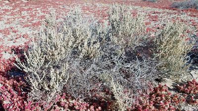 Atriplex julacea, photographed by Alan Rockefeller