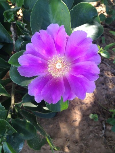 Pereskia sacharosa, photographed by Étienne Lacroix-Carignan