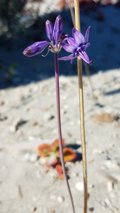 Triteleiopsis palmeri, photographed by Alan Rockefeller
