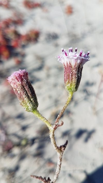 Chaenactis lacera, photographed by Alan Rockefeller