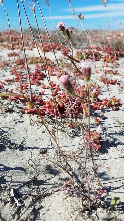 Chaenactis lacera, photographed by Alan Rockefeller
