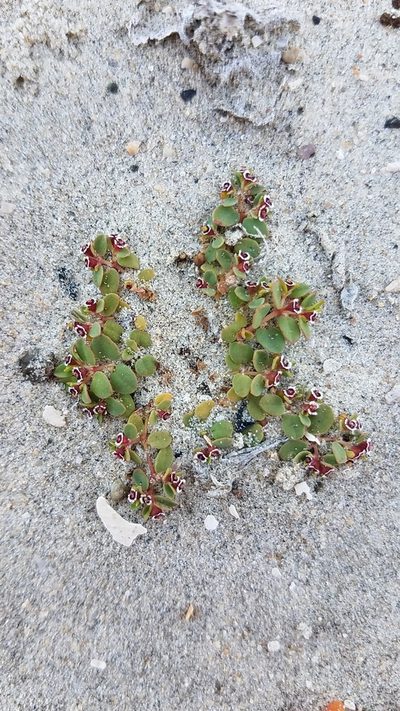 Euphorbia vizcainensis, photographed by Alan Rockefeller