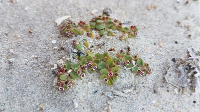 Euphorbia vizcainensis, photographed by Alan Rockefeller