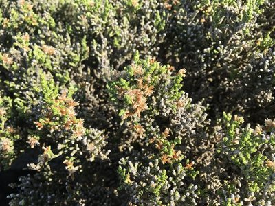 Ozothamnus hookeri, photographed by Miguel de Salas