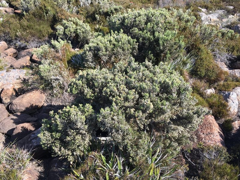 Ozothamnus hookeri, photographed by Miguel de Salas
