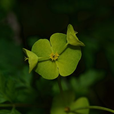 Euphorbia roemeriana, photographed by Michelle W. （鍾偉瑋）