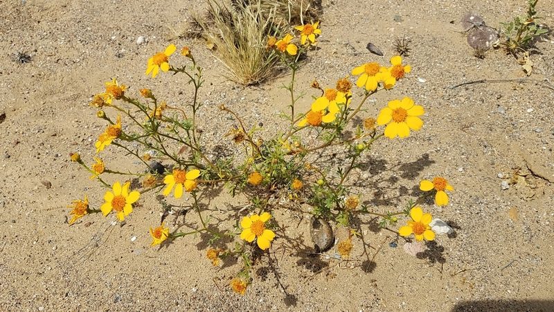 Boeberastrum anthemidifolium, photographed by Alan Rockefeller