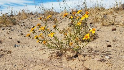 Boeberastrum anthemidifolium, photographed by Alan Rockefeller