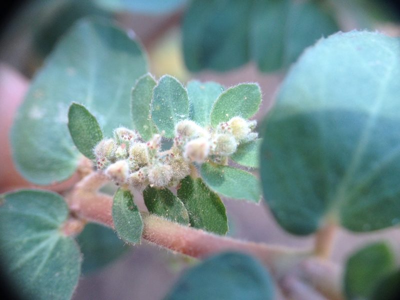 Euphorbia oranensis, photographed by Étienne Lacroix-Carignan