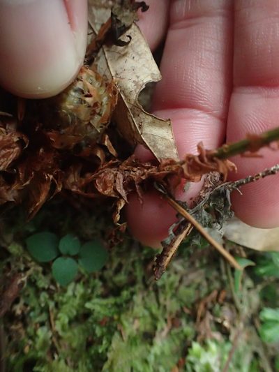 Dryopteris paleolata, photographed by 呂一起(Lyu yi-chi)