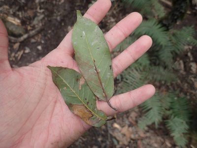 Quercus morii, photographed by 呂一起(Lyu yi-chi)