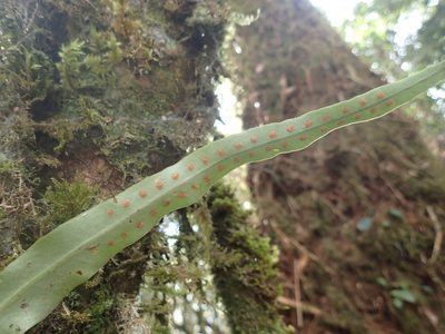 Lepisorus obscure-venulosus, photographed by 呂一起(Lyu yi-chi)