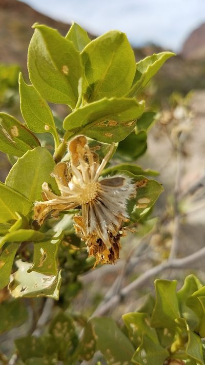 Encelia densifolia, photographed by Alan Rockefeller