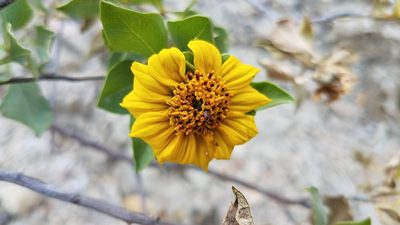 Encelia densifolia, photographed by Alan Rockefeller