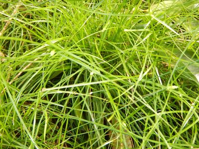 Cyperus gracilis, photographed by stinger