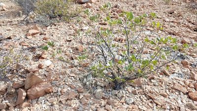 Encelia densifolia, photographed by Alan Rockefeller