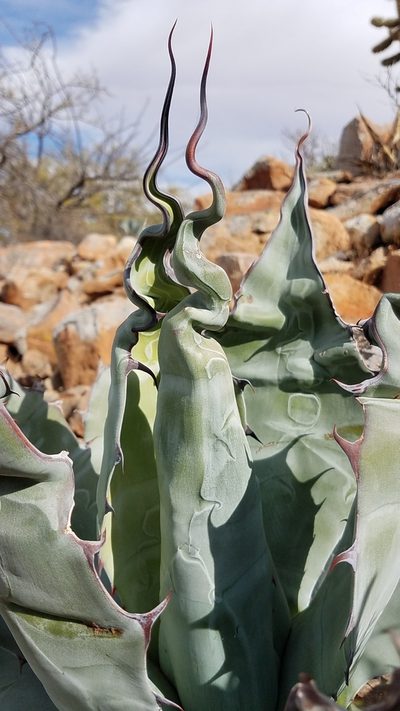 Agave azurea, photographed by Alan Rockefeller