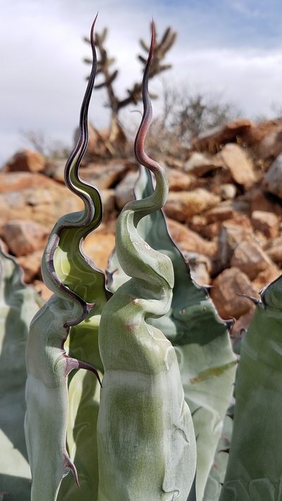 Agave azurea, photographed by Alan Rockefeller