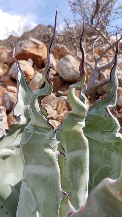 Agave azurea, photographed by Alan Rockefeller