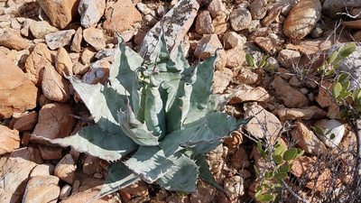 Agave azurea, photographed by Alan Rockefeller
