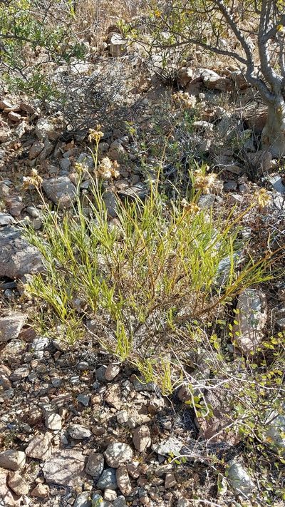 Encelia stenophylla, photographed by Alan Rockefeller