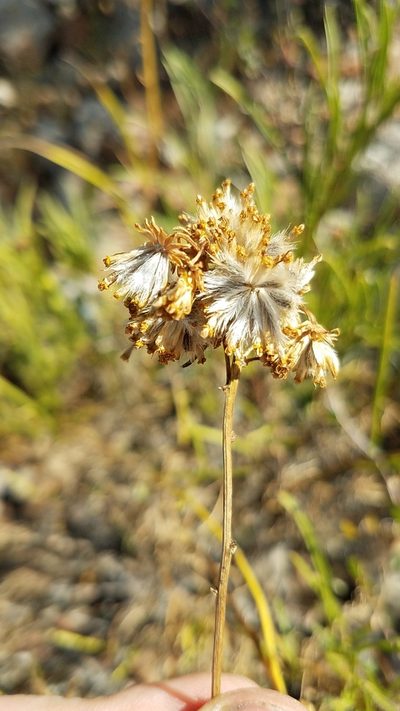 Encelia stenophylla, photographed by Alan Rockefeller