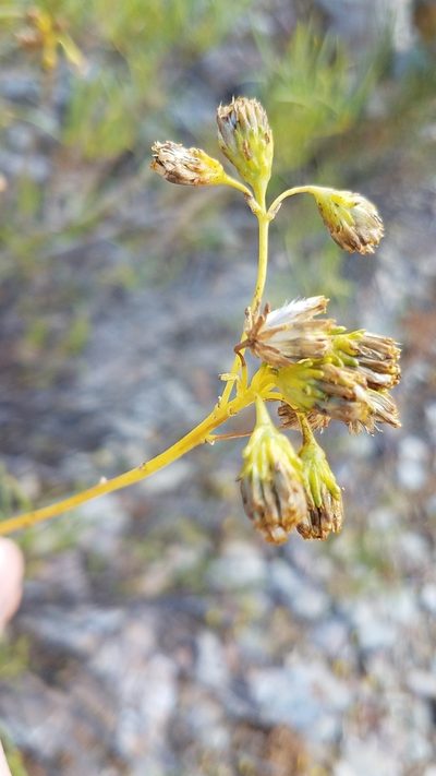Encelia stenophylla, photographed by Alan Rockefeller