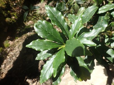 Daphne arisanensis, photographed by 呂一起(Lyu yi-chi)